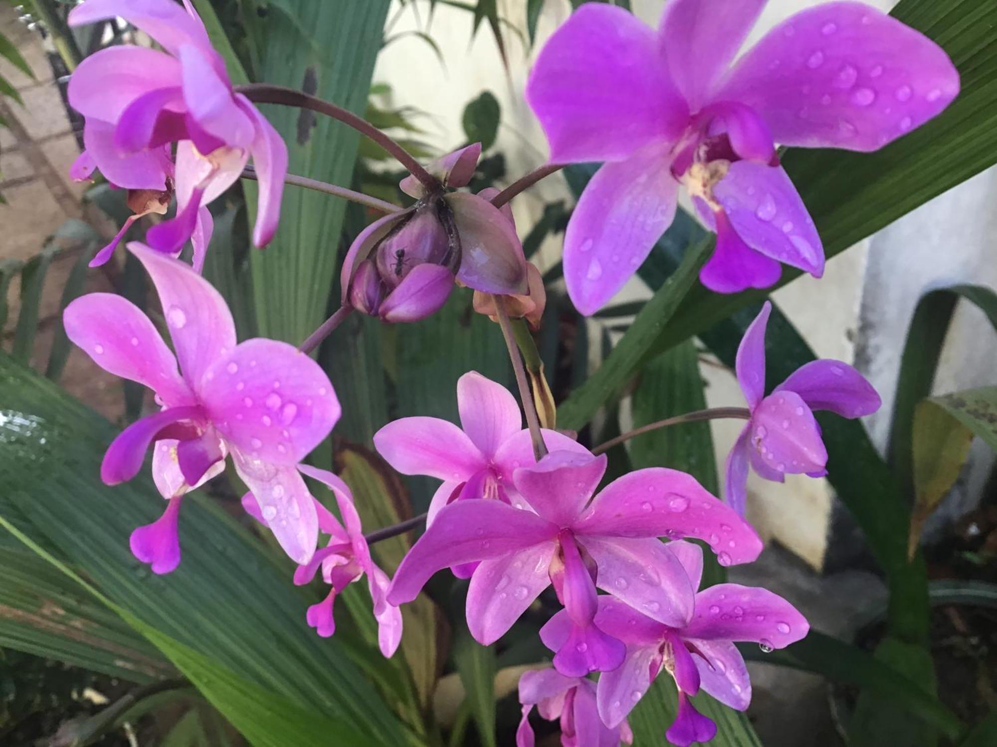 Homestay Vuon Nhan เปลกู ภายนอก รูปภาพ